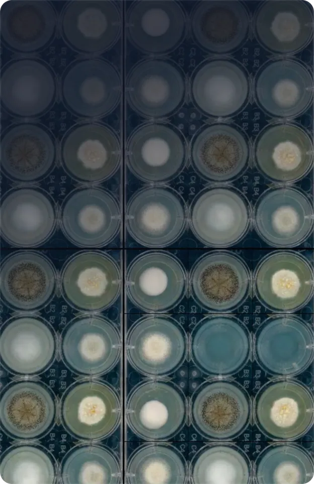 Bento bg