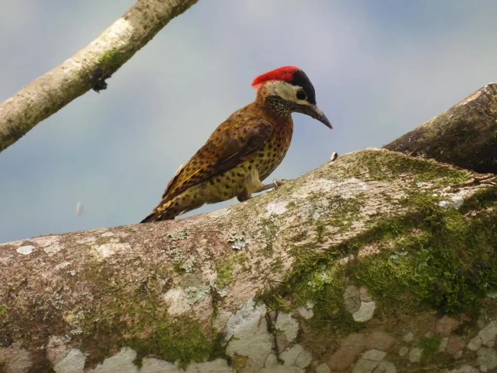 Guatapé Birdwatching Hikes: Nature’s Colorful Symphony