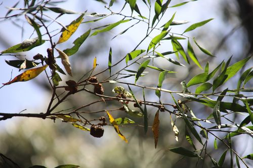Taungurung Cultural Awareness