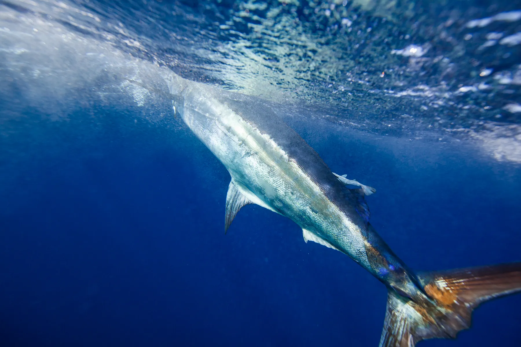 blue-marlin