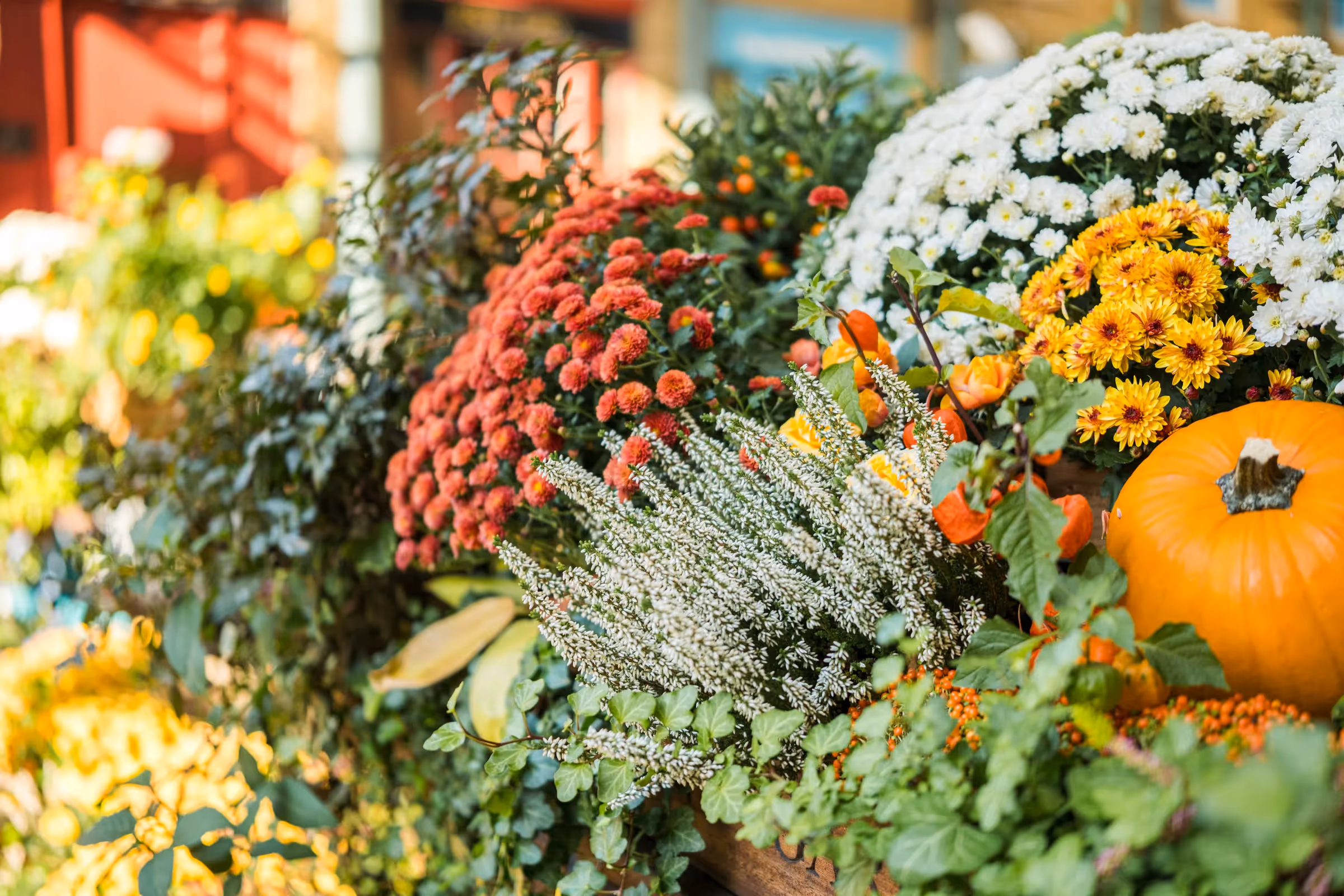 Floral arrangements of Covent Garden