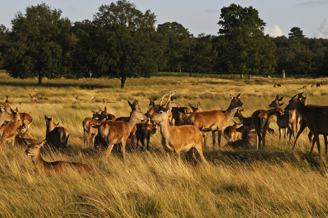 Richmond Park