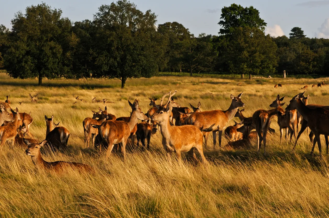 Richmond Park