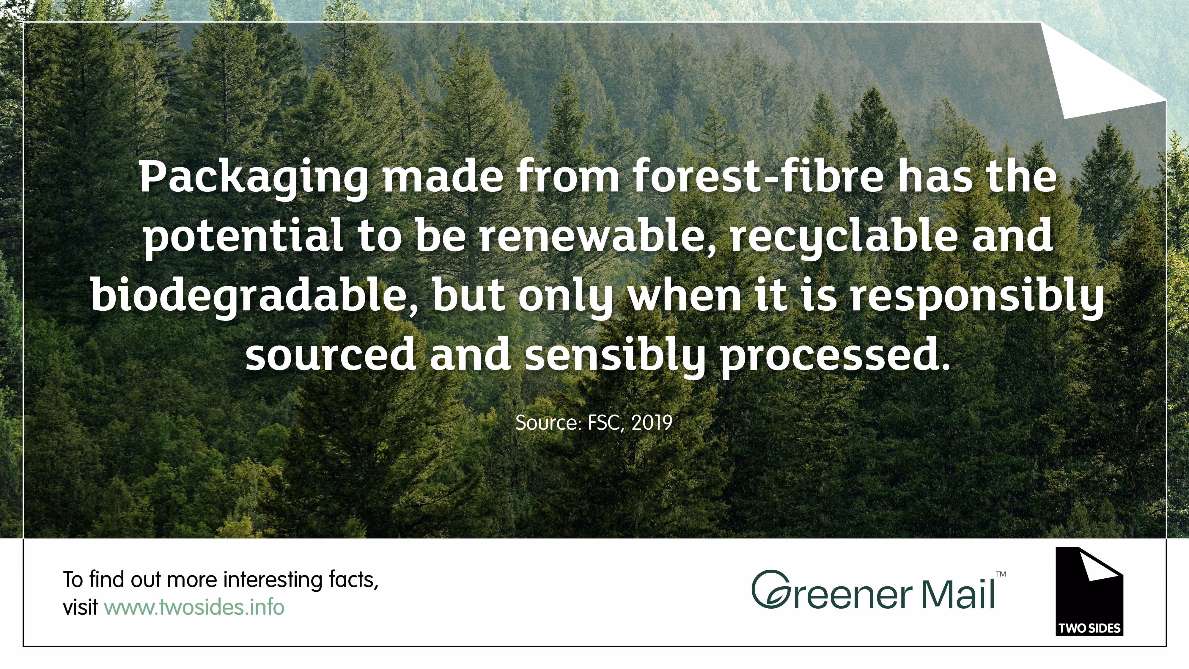 Beautiful green forest with mature trees