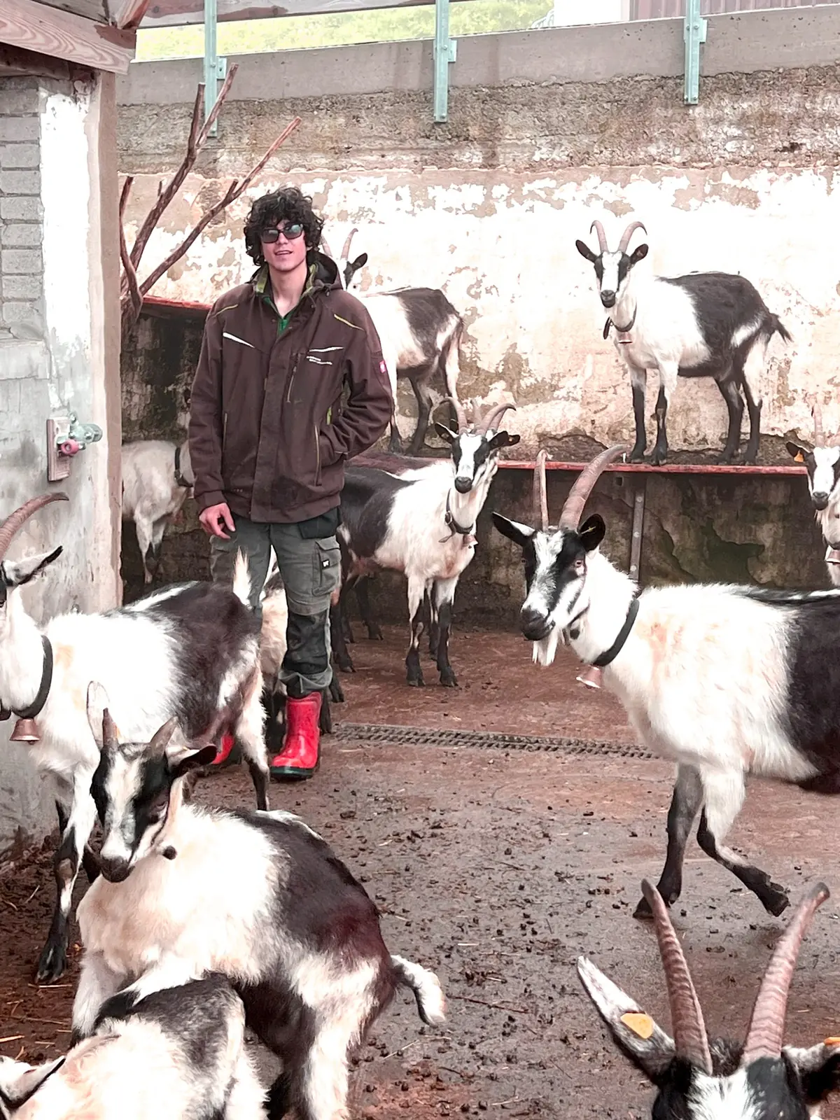 A day among goats.