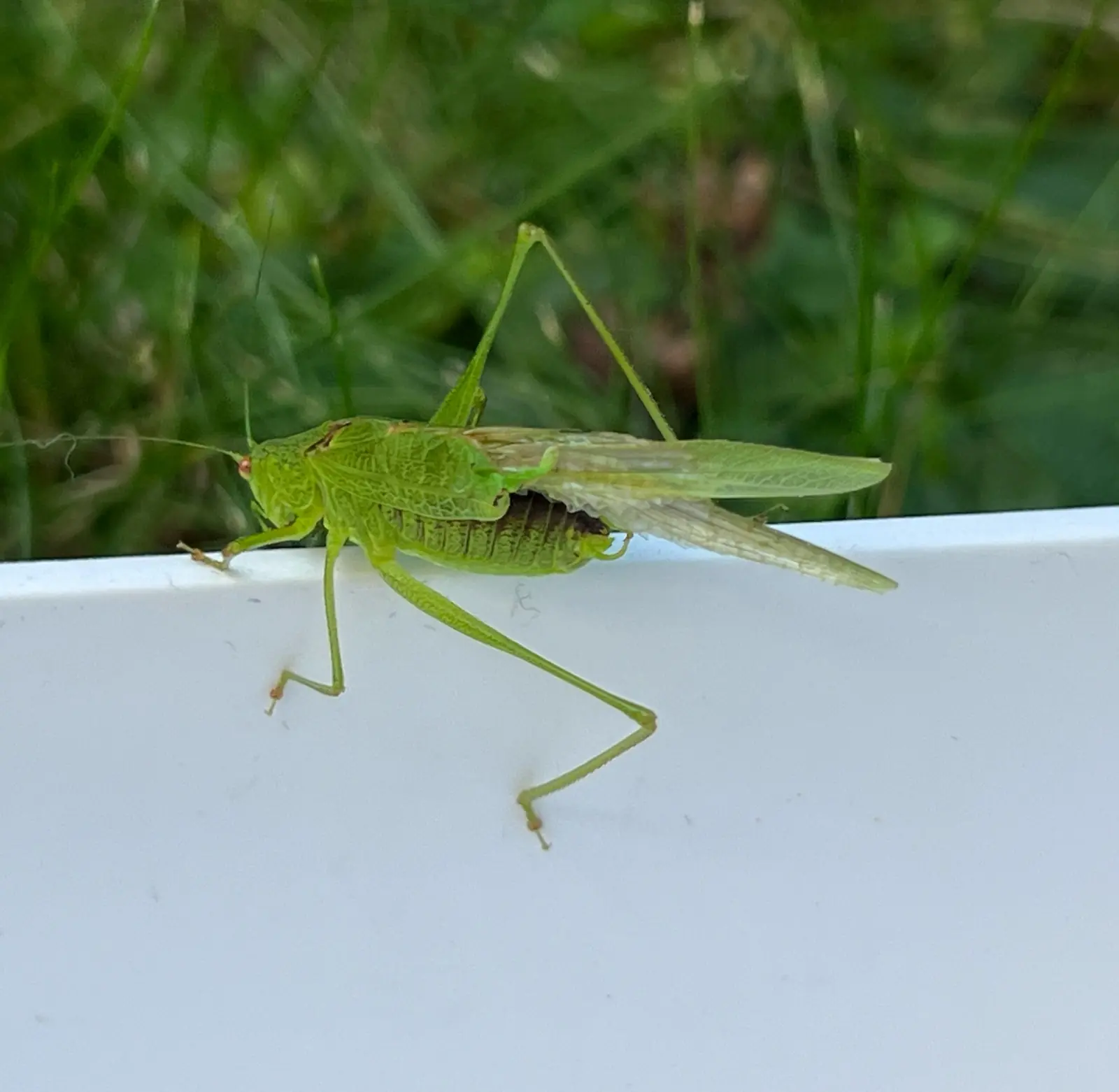 Unexpected studio visitor.