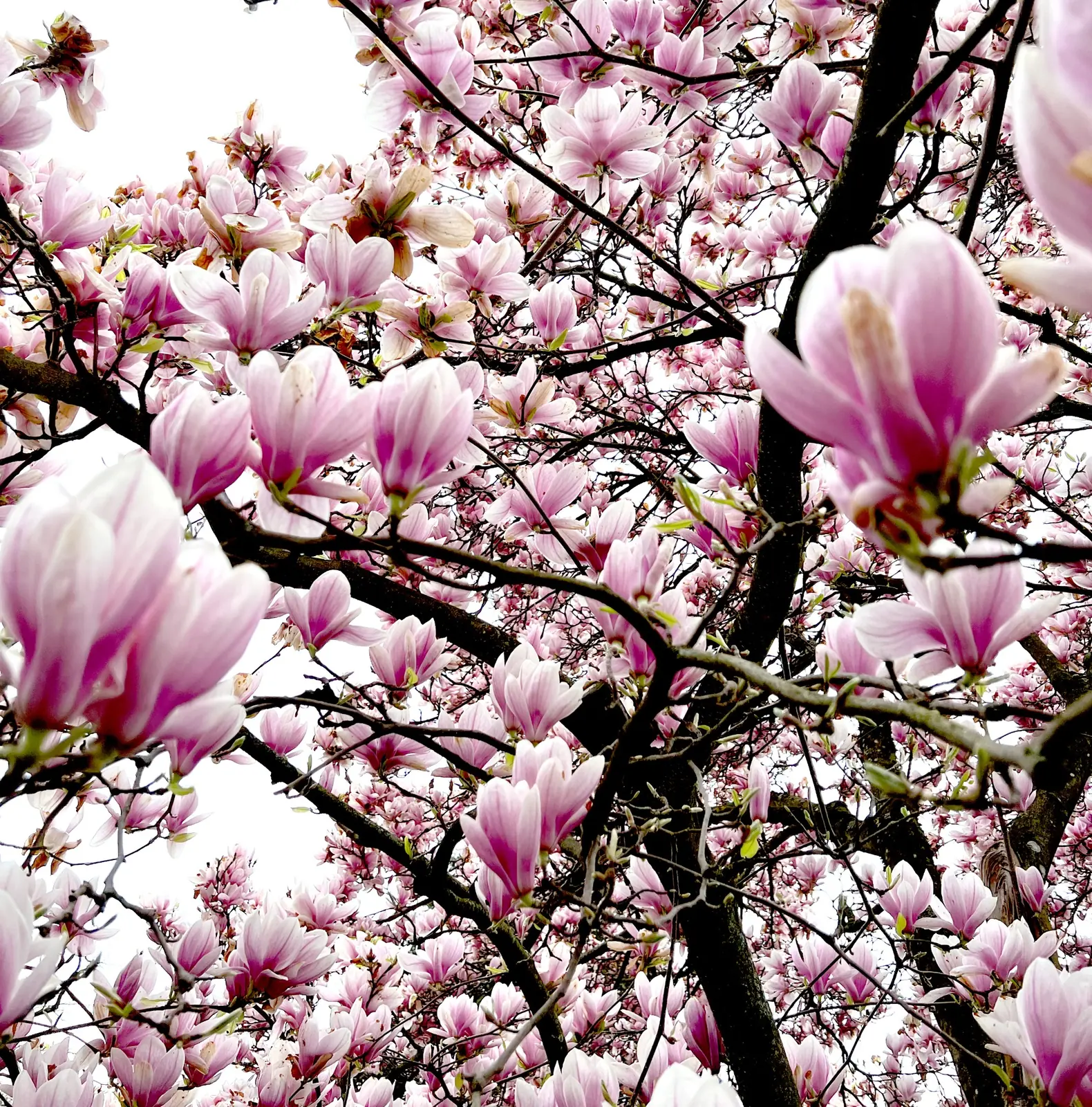 Spring, gloriously overdesigned.