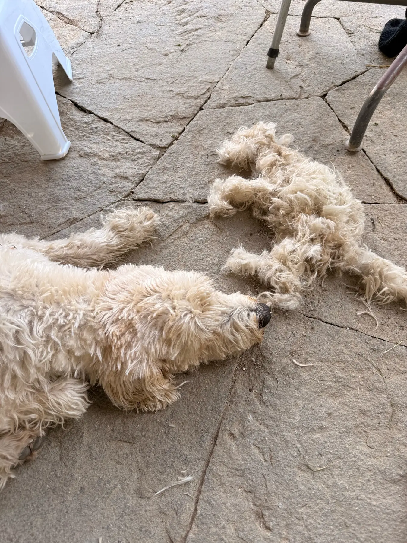 Two dogs resting together
