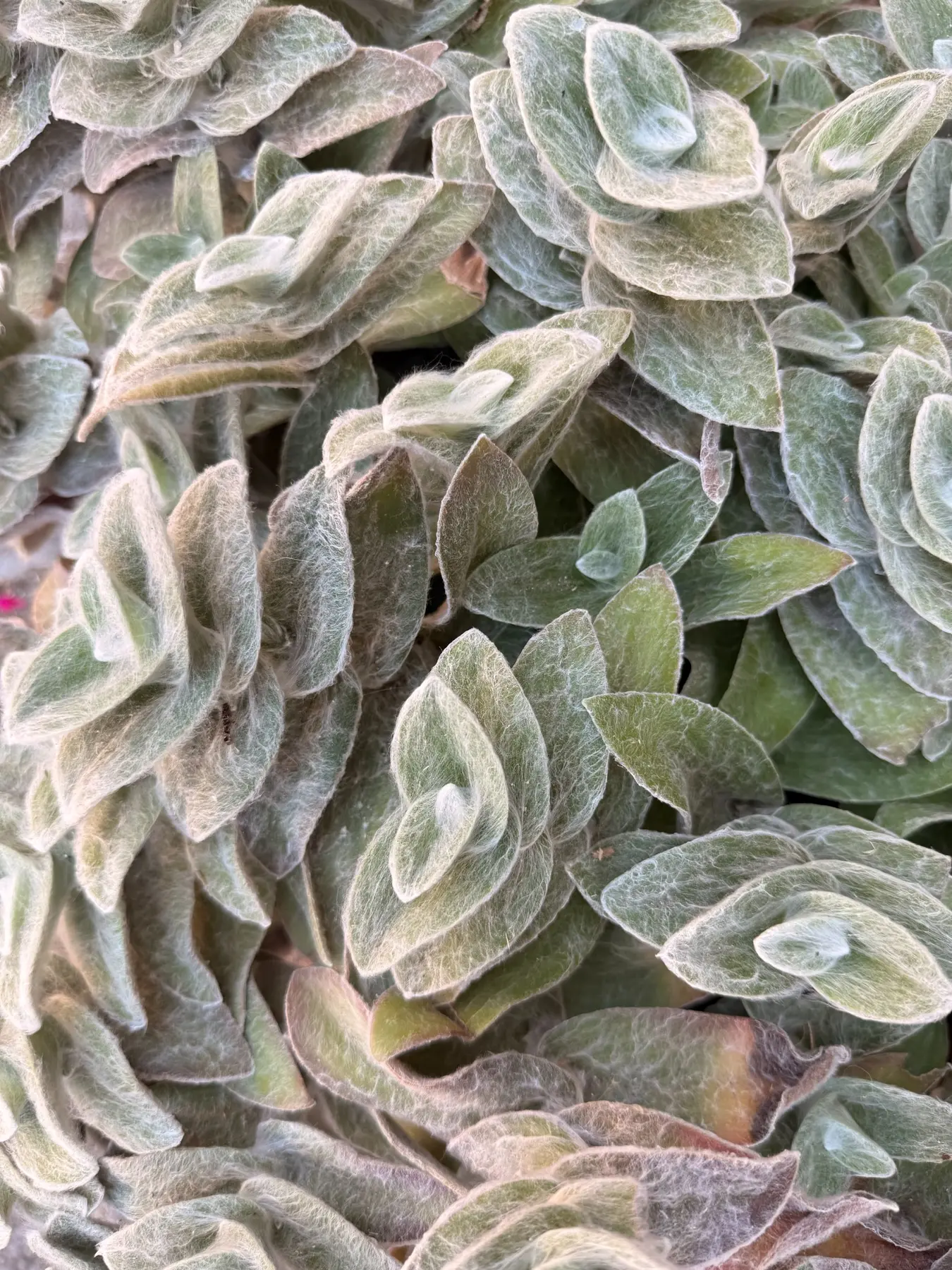 Close-up of soft green leaves
