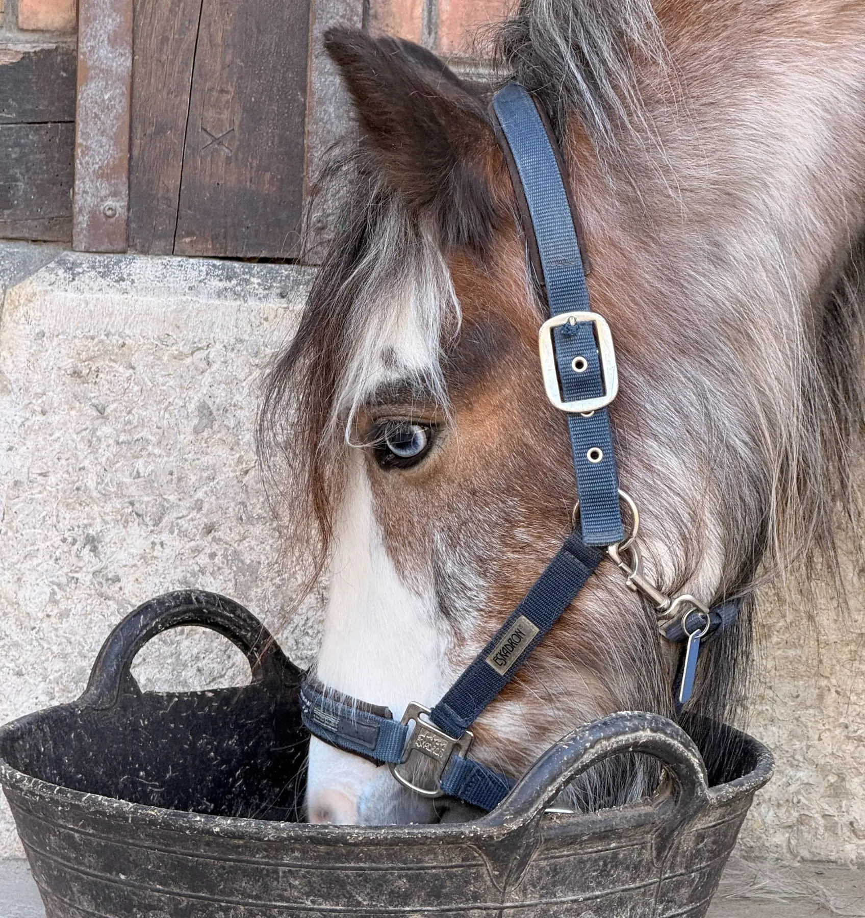 Close-up portrait of a pony