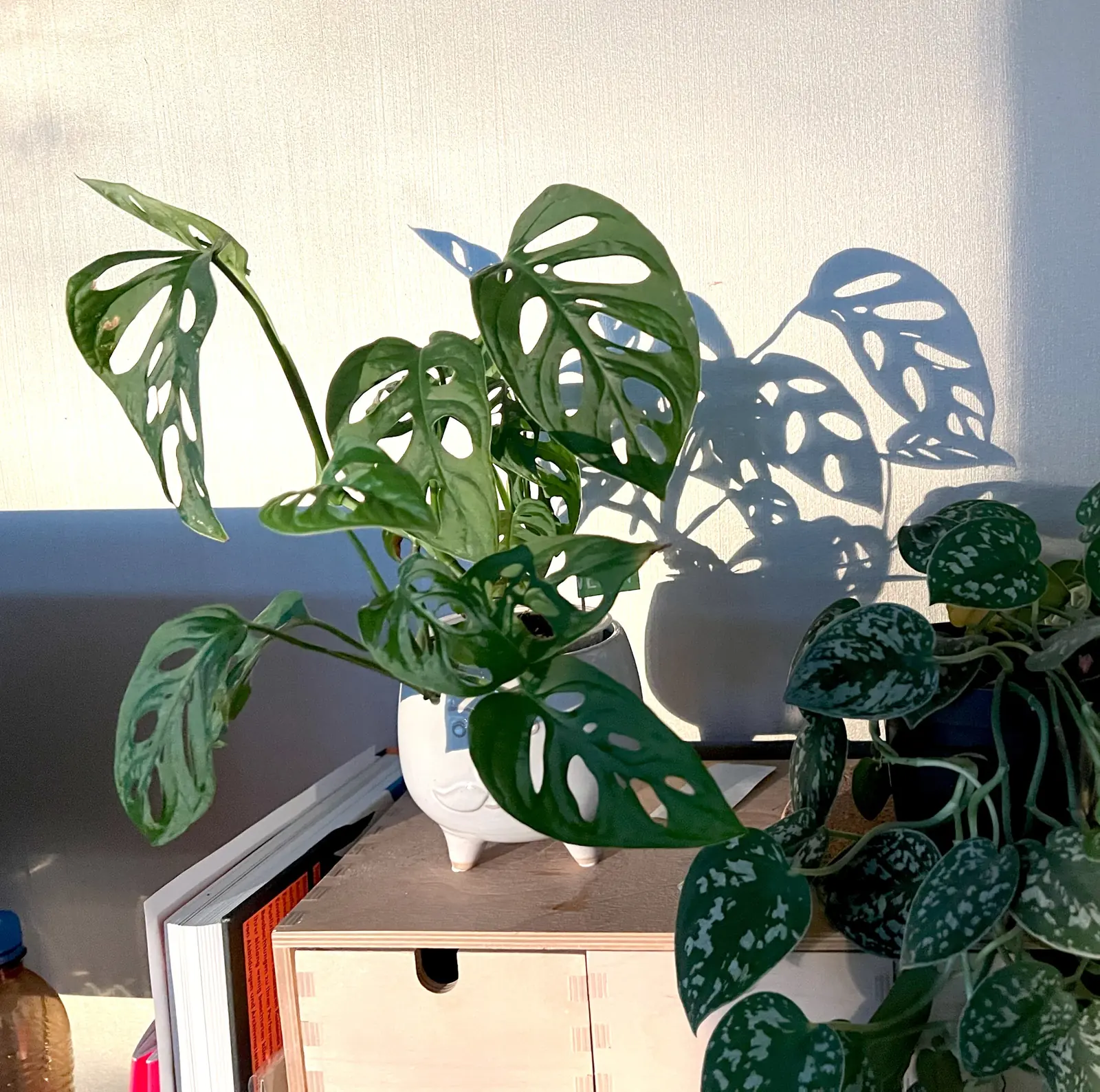 2023 Studio jungle