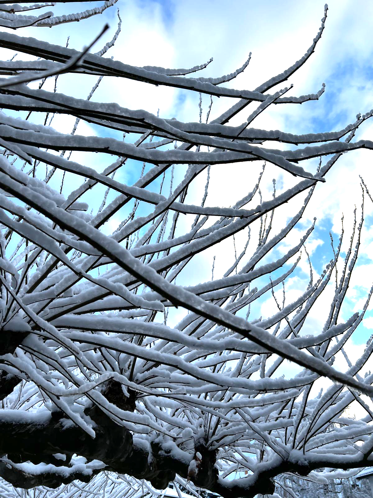 Verschneite Äste vor blauem Winterhimmel