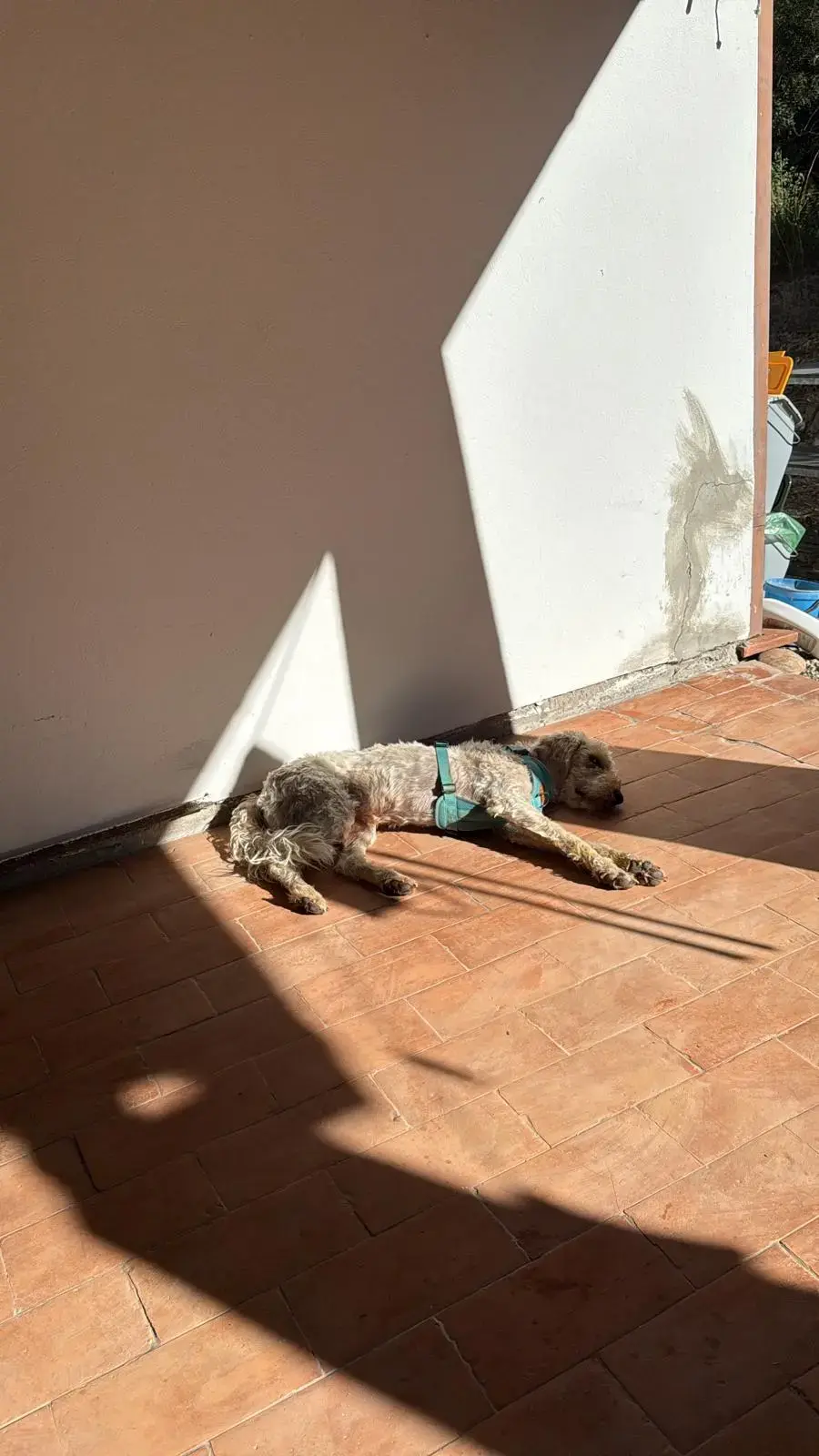 Hund in der Sonne – ruhiger Moment im L’ALTRO Blog 2025