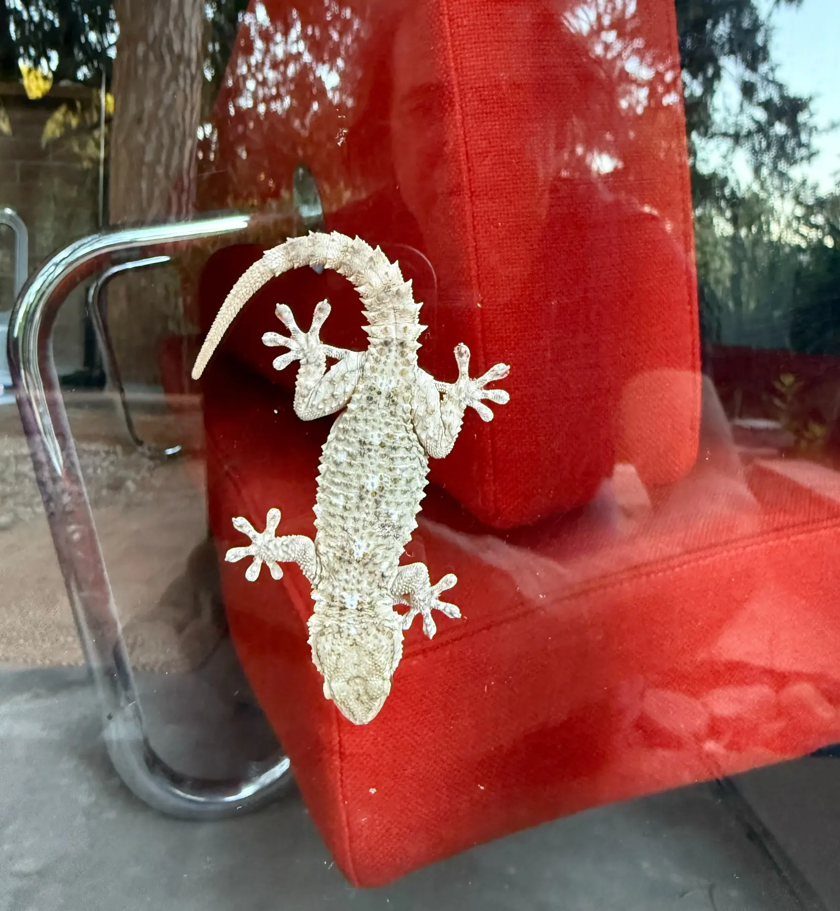 Gecko am Fenster des L’ALTRO Design Studios