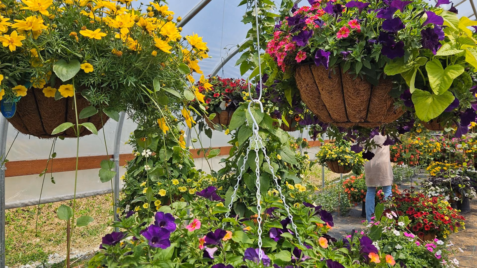 Colorful hanging flower baskets with yellow, purple, pink, and red blooms inside a garden greenhouse with a person in a beige jacket and jeans tending the plants.