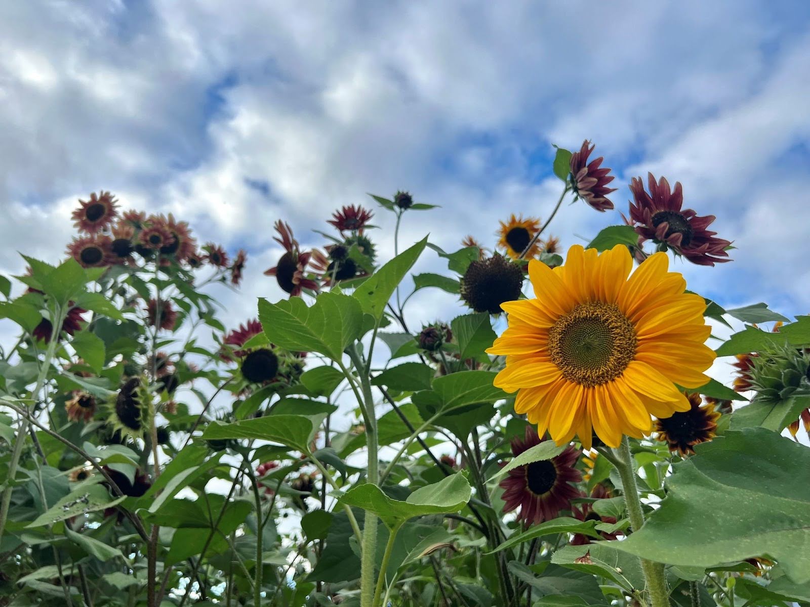 Bright yellow sunflower standing out prominently among smaller reddish sunflowers under a cloudy blue sky.