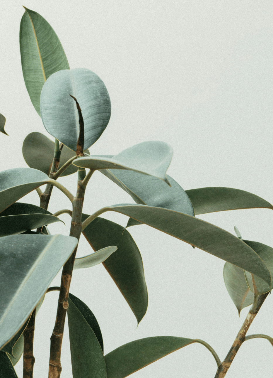 Close-up of rubber plant leaves