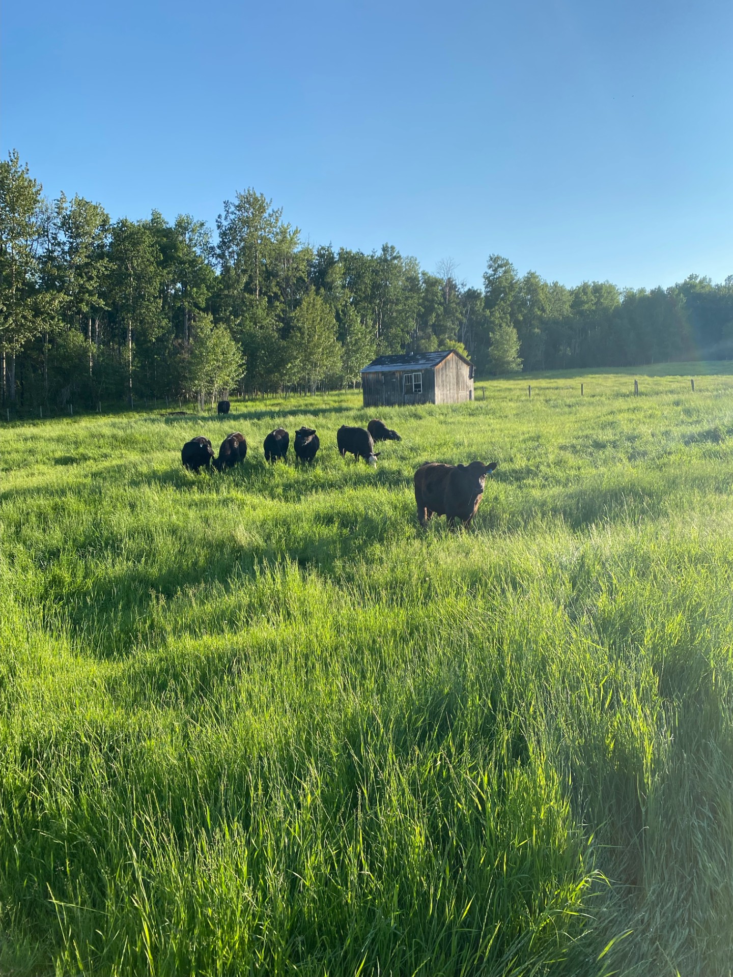 Livestock, Cattle