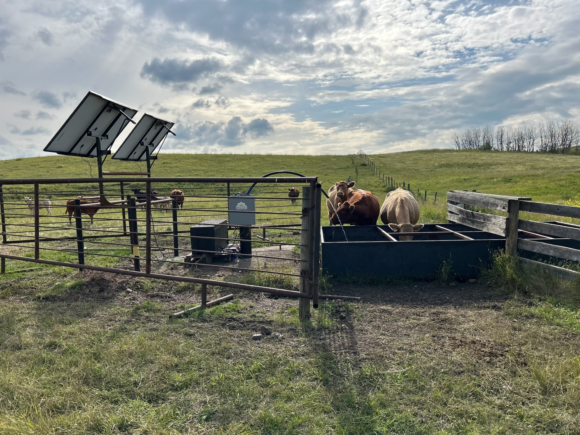 Cow drinking water trough
