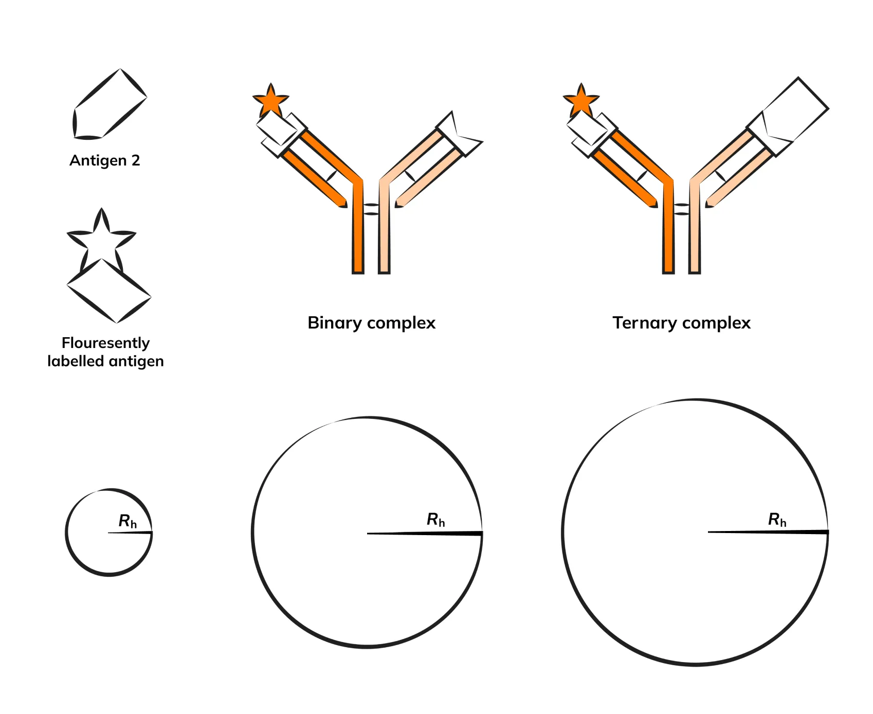 Diagram showing antigen 2 and fluorescently labeled antigen forming binary and ternary antibody complexes with increasing hydrodynamic radius (Rh).
