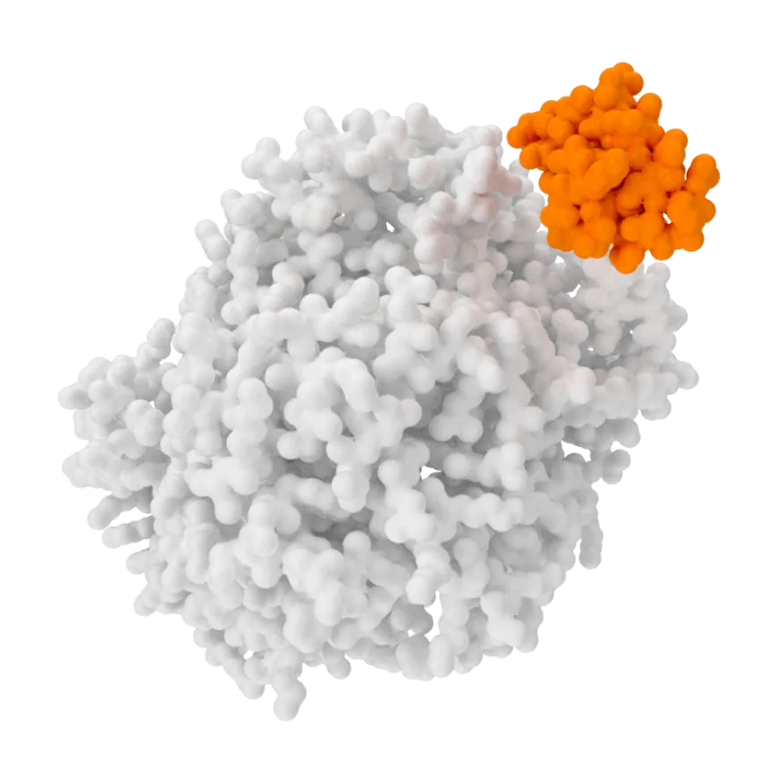 3D molecular model showing a large white protein structure with a smaller attached orange protein segment.