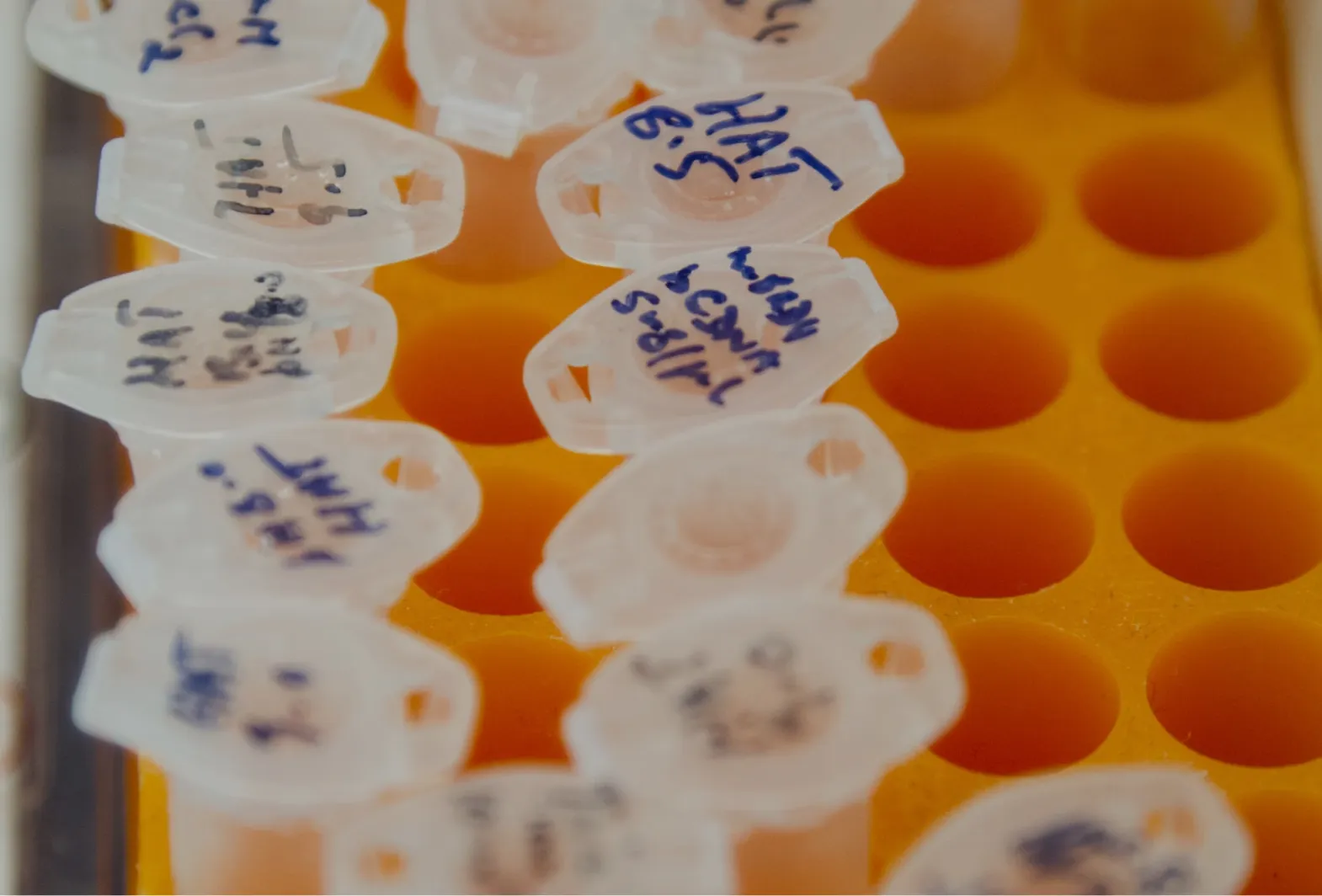 Close-up of labeled microcentrifuge tubes arranged in a circular pattern on an orange tube rack.