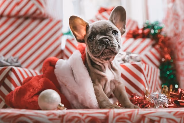 A cute dog with Christmas presents as background