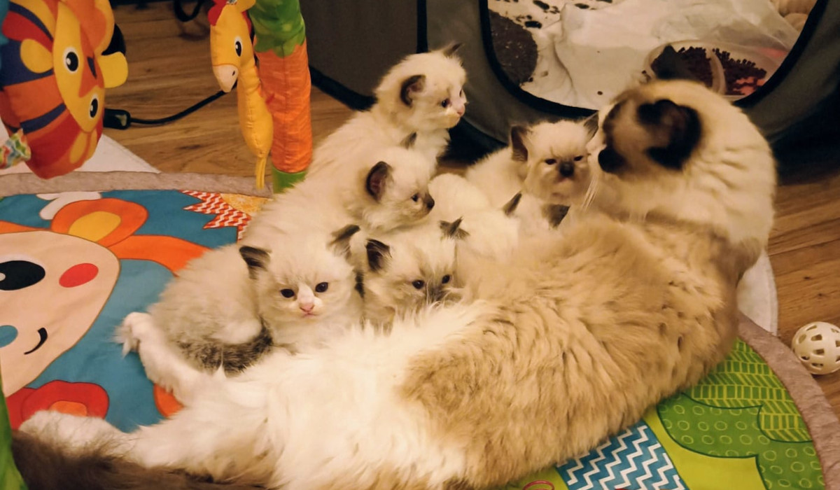 A fluffy adult cat lying on a colorful play mat surrounded by five small fluffy kittens.