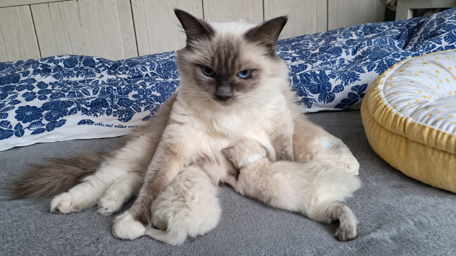 Five fluffy kittens with light fur and dark markings playing and resting on a pink baby play mat with hanging toys on a wooden floor.