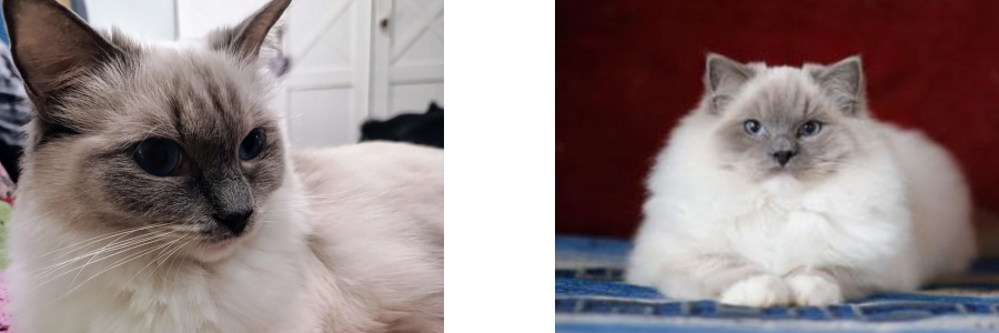 Two photos of a Ragdoll cat with blue eyes: a close-up of its face on the left, and sitting on a blanket with a cityscape background on the right.