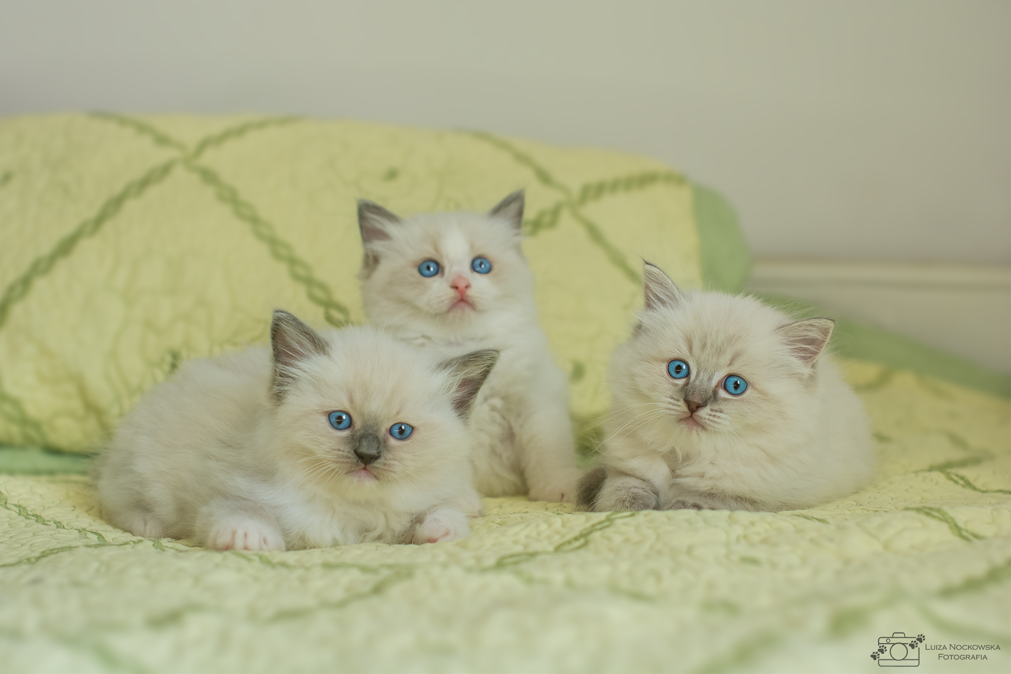 Three fluffy white kittens with blue eyes and dark ears sitting closely on a patterned fabric.