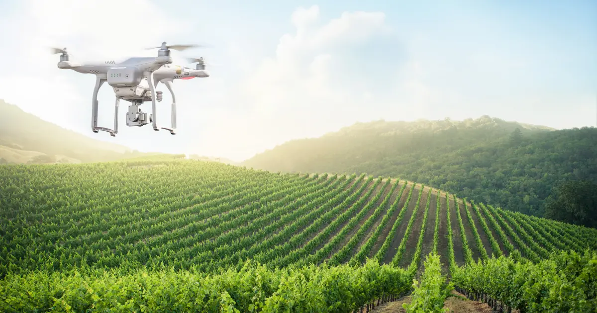 Drone flying over vineyards fields, DroneOfficial global drone services.