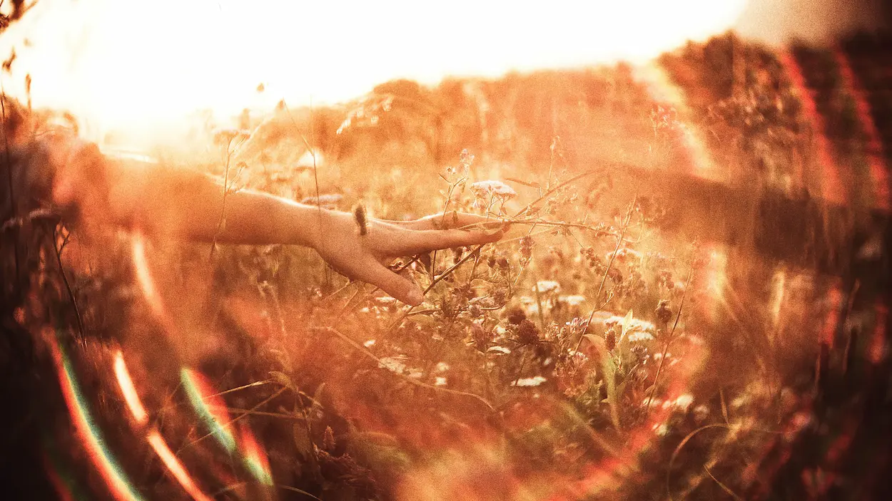 An artistic, dreamlike photograph of a hand gently brushing against wild plants or flowers in a field during a golden hour sunset.
