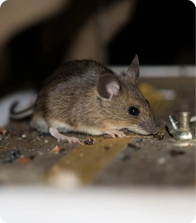 Mouse inside attic on joist board near nesting debris