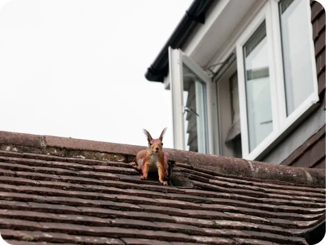 Squirrel on roof near an open window - common attic entry point
