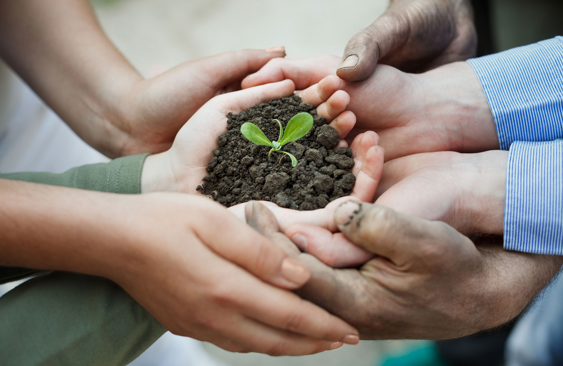 hands holding a small plant
