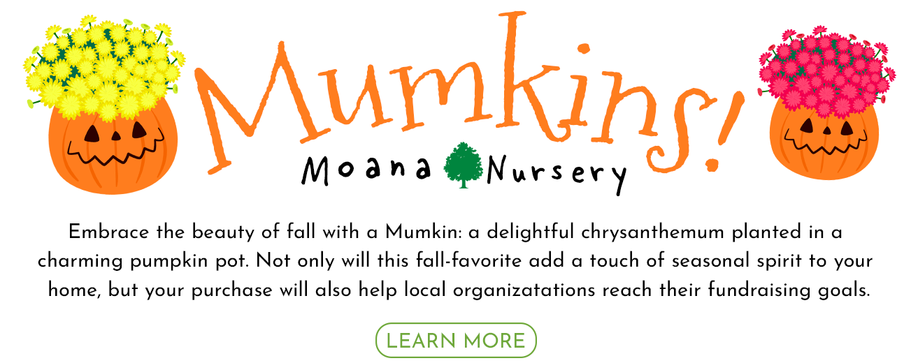 Moana Nursery Mumkins
