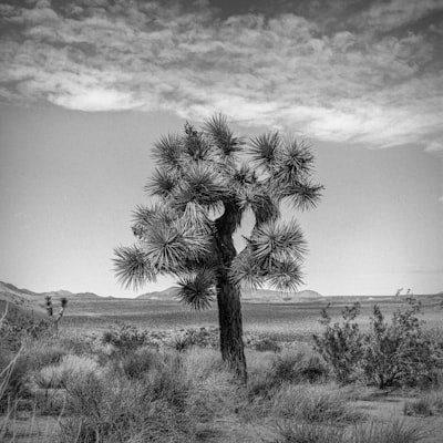 Understanding ADU Plans in California