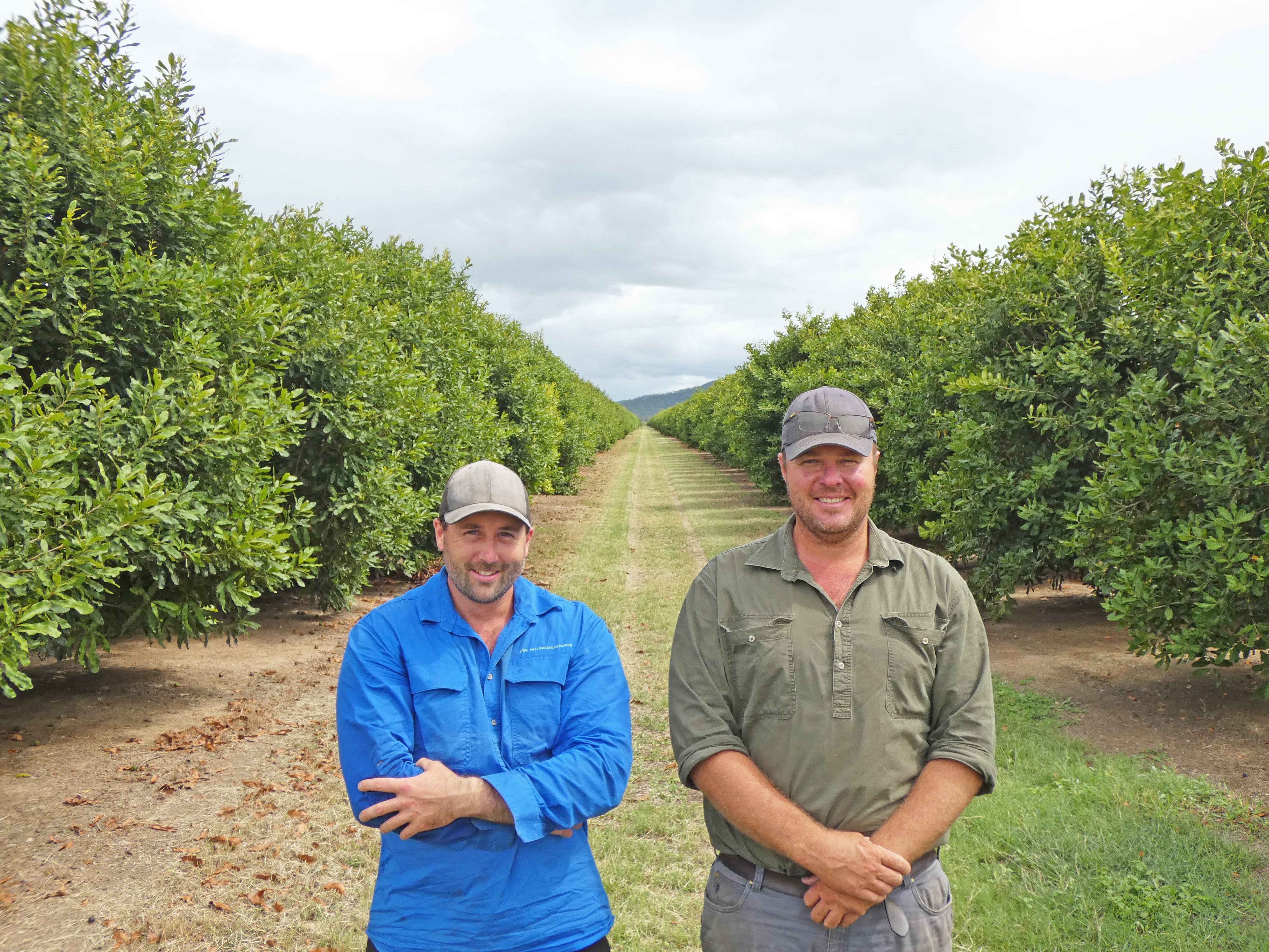 Burdekin’s Macadamia Bet Starts Paying Off