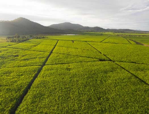 $30 Million Fund To Drive Queensland Ag Innovation