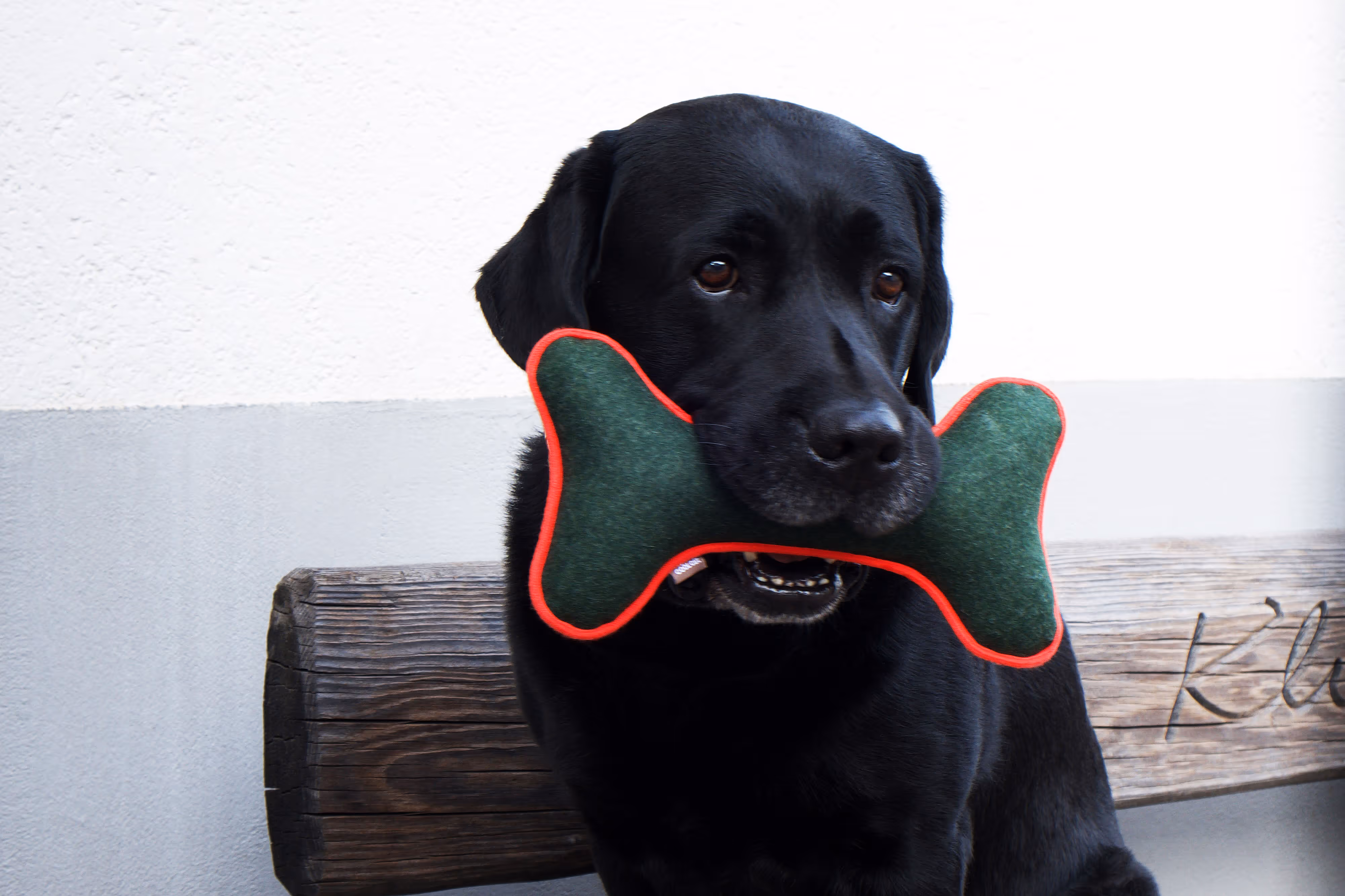 top dog cool cat