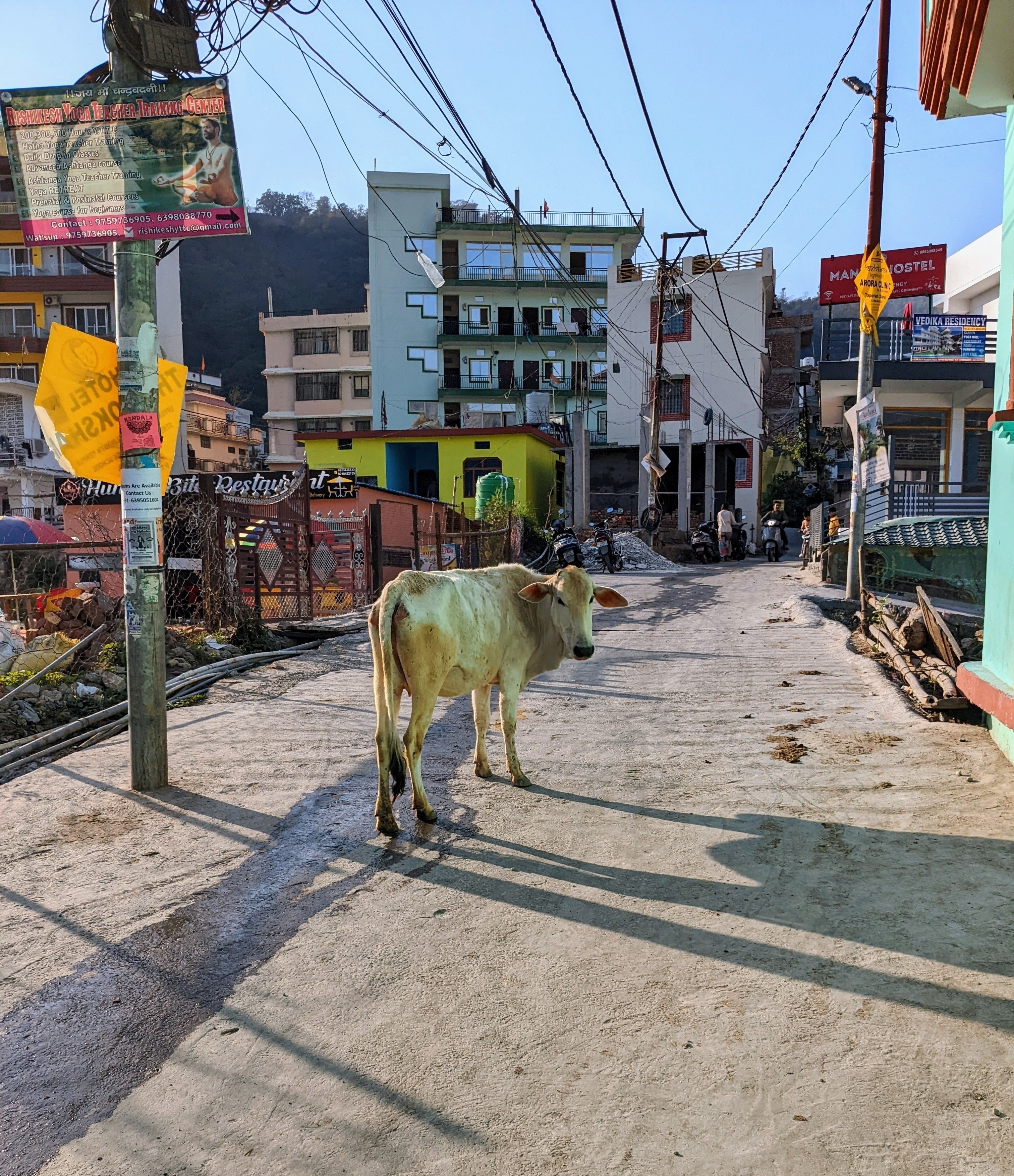 Indian Cow