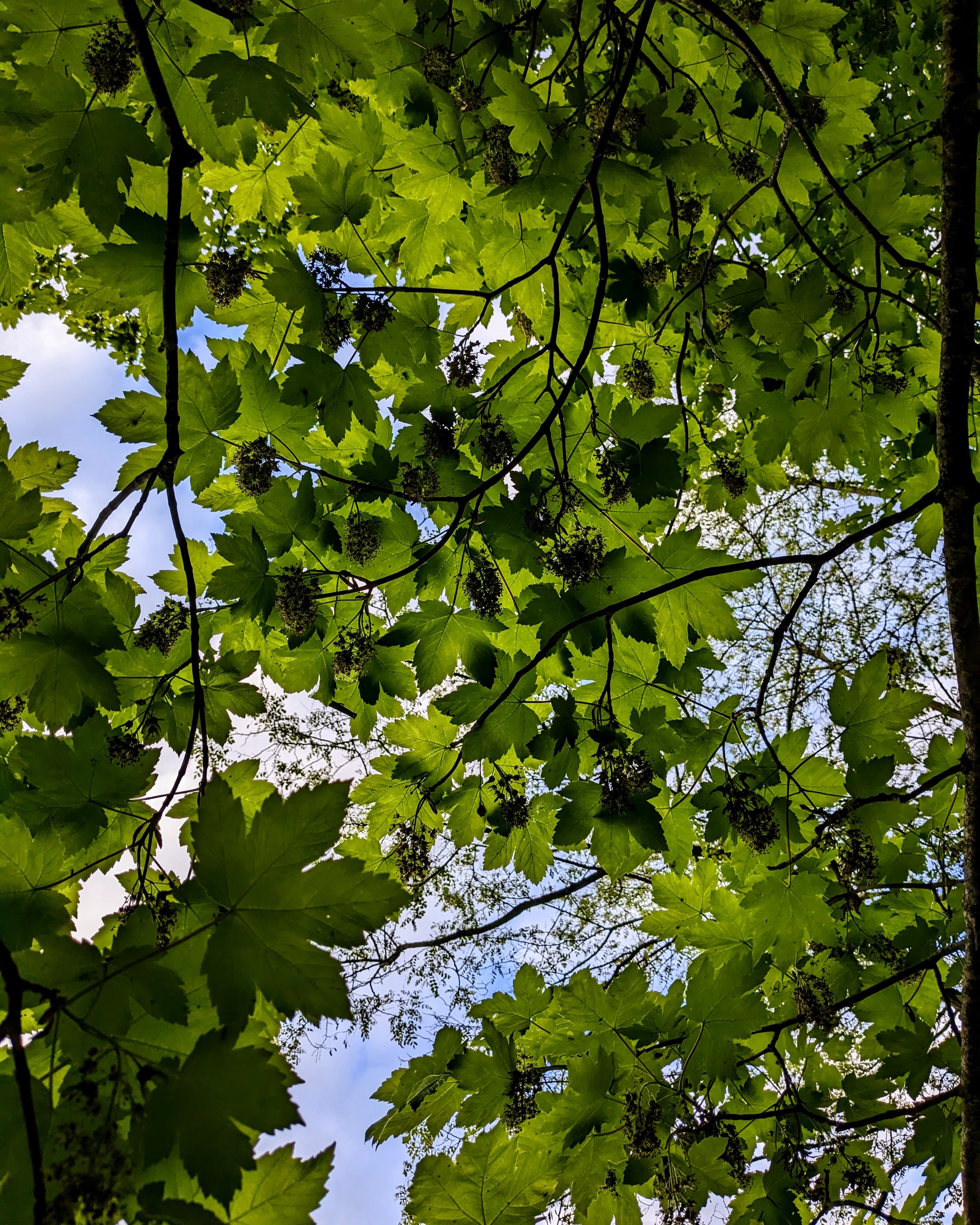 Feuilles