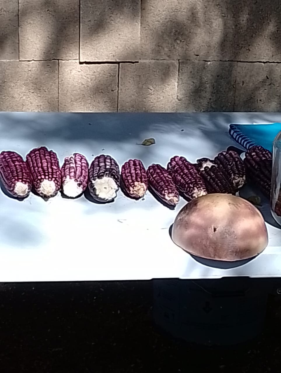 Alianzas por la Semilla Originaria y la Vida del FCDTV