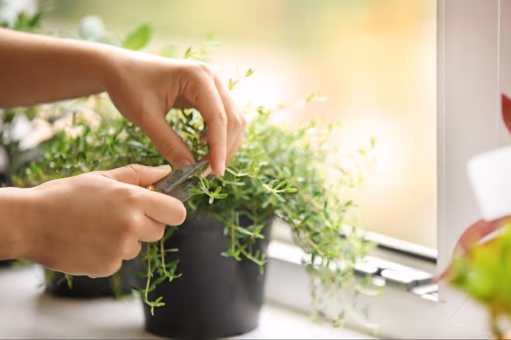 How to Start a Windowsill Herb Garden - Clera Windows + Doors