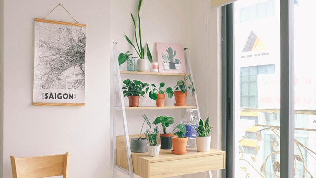 Sunshine Helps Your Houseplants Thrive - Clera Windows + Doors