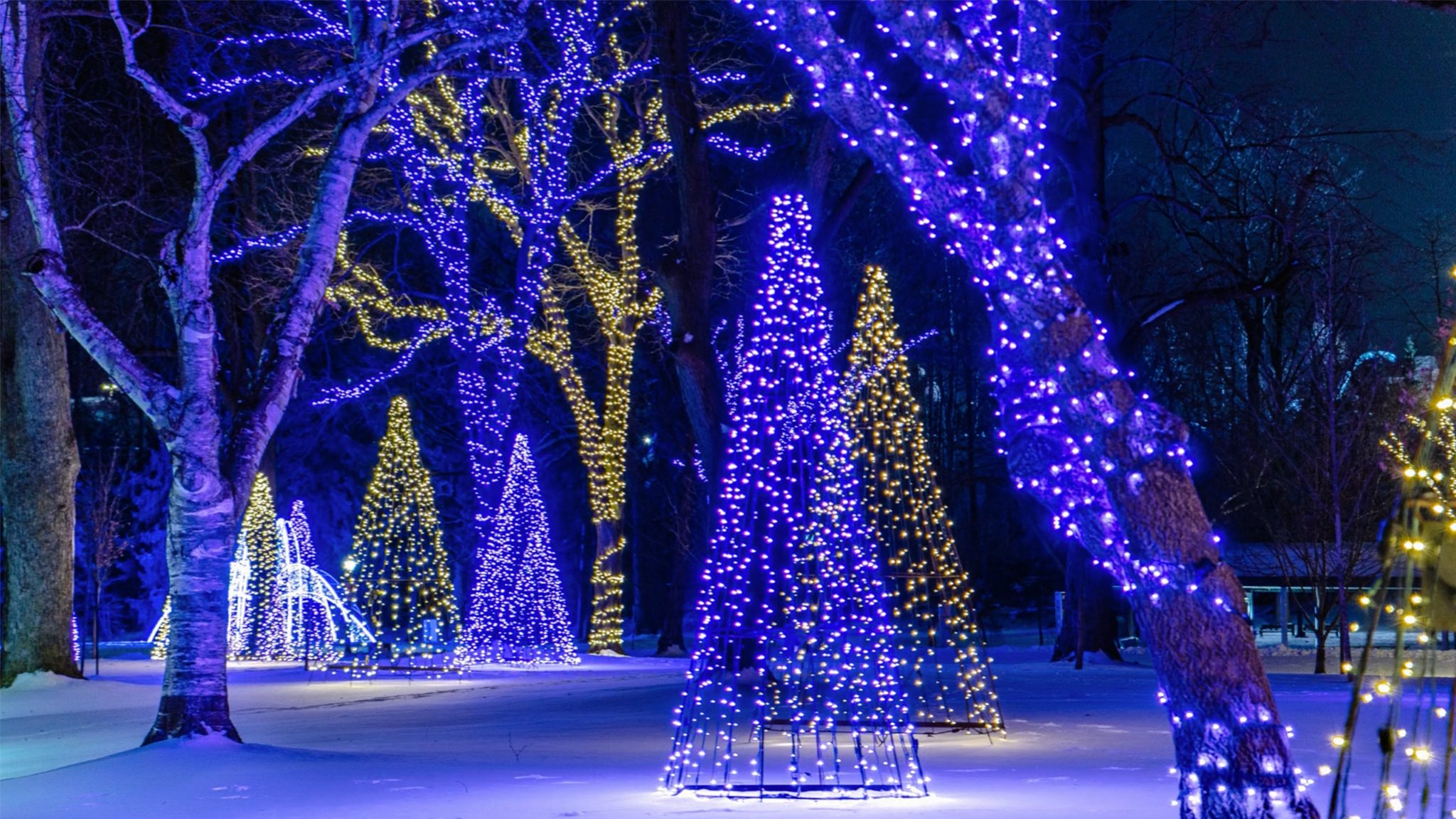 Winter Festival of Lights display with blue and gold light trees in the snow in Niagara Falls