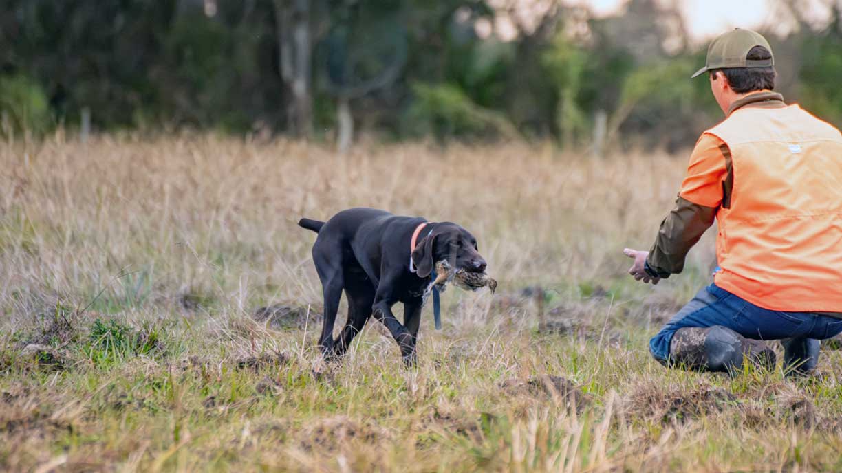 Perdiz in open country
