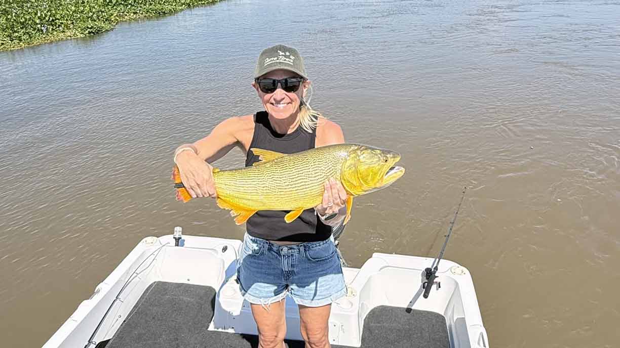 A golden dorado from the Paraná