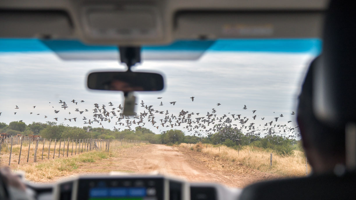 Doves over open ground